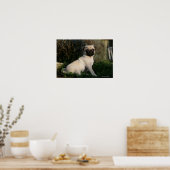 Fawn Pug Puppy Sitting Poster (Keuken)