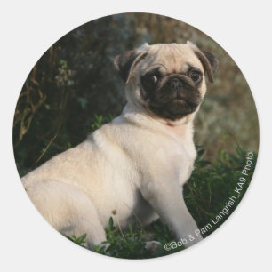 Fawn Pug Puppy Sitting Ronde Sticker