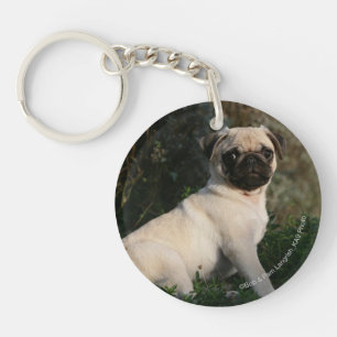 Fawn Pug Puppy Sitting Sleutelhanger