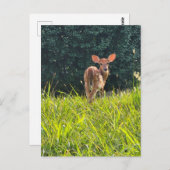 Fawn Standing in the Grass Briefkaart (Voorkant / Achterkant)