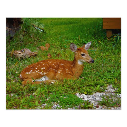 fawn whitetail deer foto afdruk (Voorkant)
