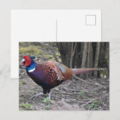 fazant briefkaart (Voorkant / Achterkant)