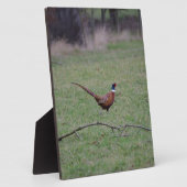 fazant fotoplaat (Zijkant)
