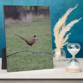 fazant fotoplaat (Zijkant)