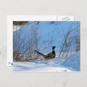 fazant in de avond briefkaart (Voorkant / Achterkant)