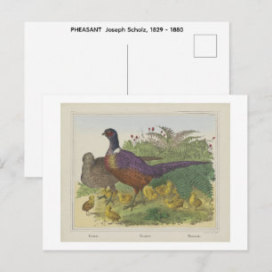 FAZANT Joseph Scholz, 1829 - 1880 Briefkaart