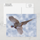 fazant tijdens de vlucht briefkaart (Voorkant / Achterkant)