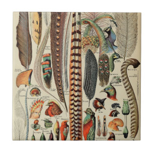 Feather Bird Wildlife Antiek veren Tegeltje
