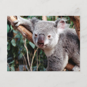 Featherdale Wildlife Park, Koala beren Briefkaart