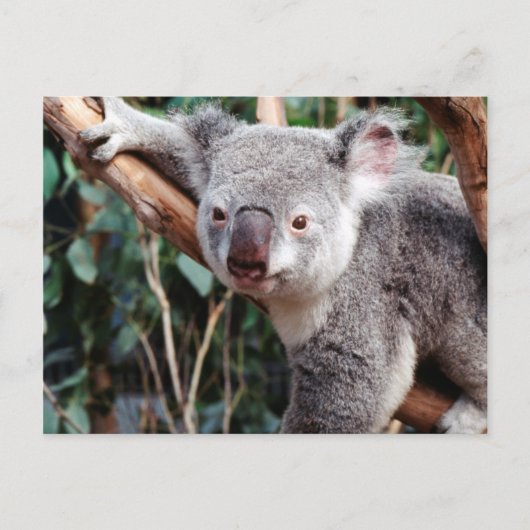 Featherdale Wildlife Park, Koala-Beren Briefkaart (Voorkant)