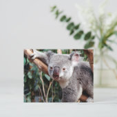 Featherdale Wildlife Park, Koala-Beren Briefkaart (Staand voorkant)