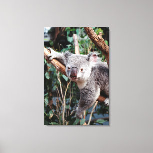 Featherdale Wildlife Park, Koala-Beren Canvas Afdruk