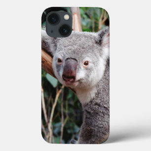 Featherdale Wildlife Park, Koala beren iPhone 13 Hoesje