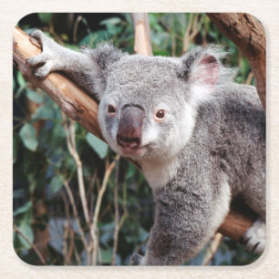 Featherdale Wildlife Park, Koala's Vierkante Kartonnen Onderzetter