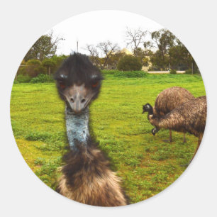 "Feathered Interruption: De Grote EMU-fotobom" Ronde Sticker