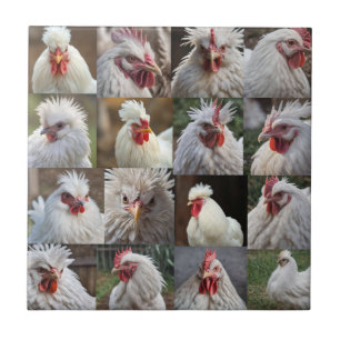 Feathers in Focus: een portret van een witte kip Tegeltje
