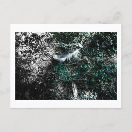 Feathers in the Woods by Jeffrey H. Thornton: Briefkaart