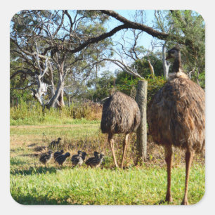 Feathers of Pride: Emu-ouders met hun kuikens Vierkante Sticker