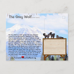Feb25m-De grijze wolf is bedreigd in Californië Briefkaart