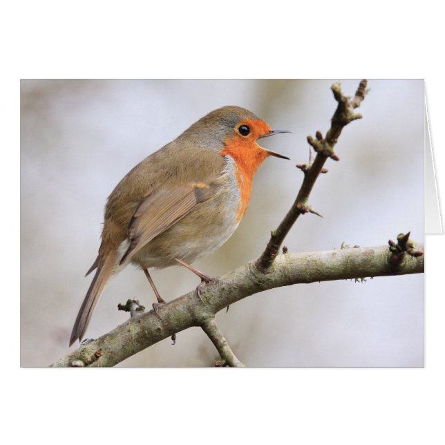 Februari Robin (Voorkant Horizontaal)