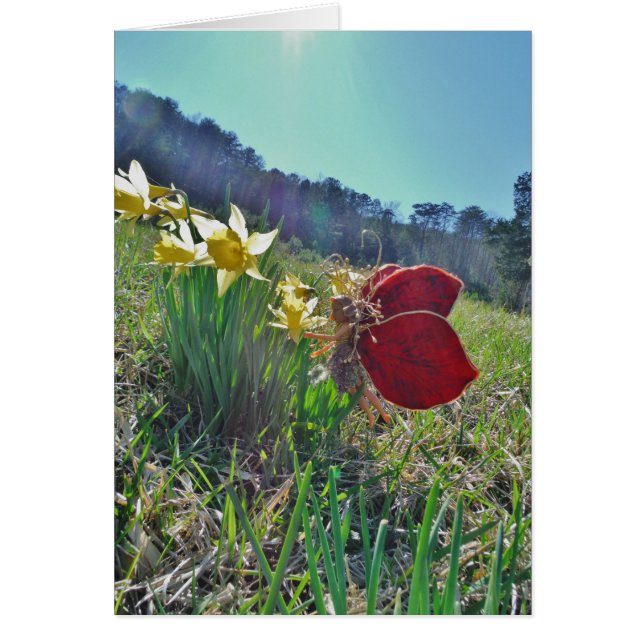 fée à aile rouge et jonquilles (Devant)