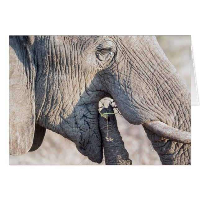 Feeding (Voorkant Horizontaal)