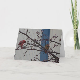 Feeding Cardinals, Happy Anniversary Kaart
