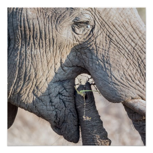 Feeding Perfect Poster (Voorkant)