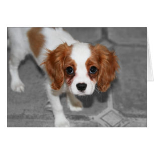 Feel Better Cavalier King Charles Spaniel Kaart