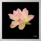 Feel Zen- Poster (Devant)