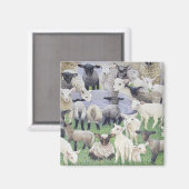 Feeling Sheepish Magneet (Voorkant / Achterkant)