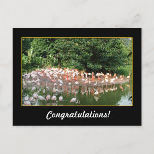 felicitaties , flamingos briefkaart