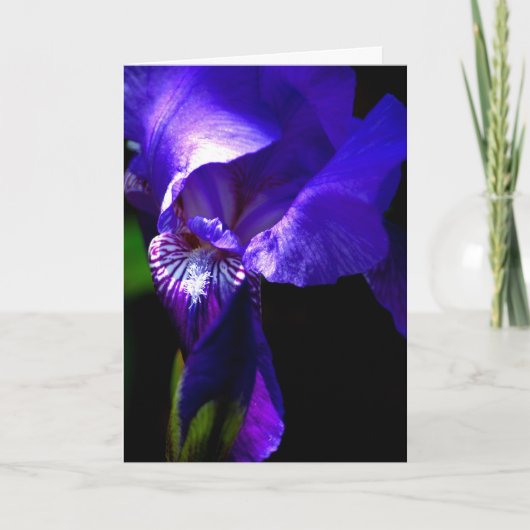 Félicitations ! ! carte avec Iris (Devant)