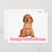 Félicitations Cocker Spaniel Puppy Chien Carte Pos (Devant / Derrière)