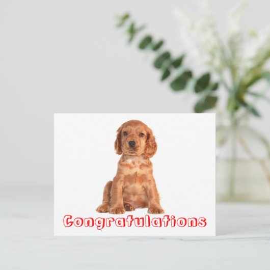 Félicitations Cocker Spaniel Puppy Chien Carte Pos (Debout devant)