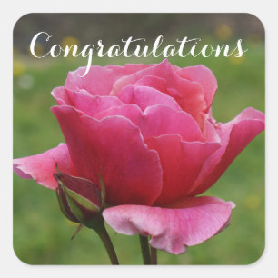 Félicitations Rose Duet #1-2 Stickers