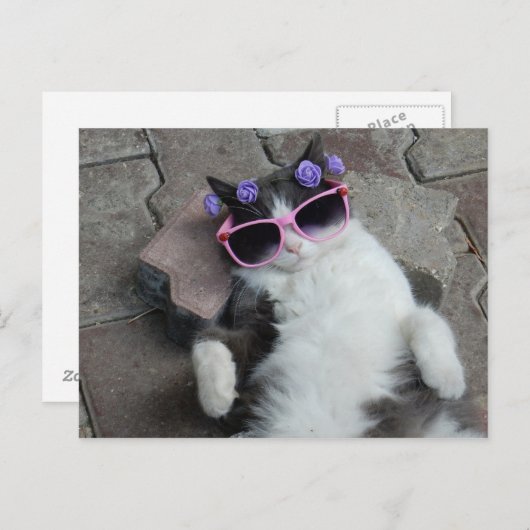 Feline Diva Briefkaart (Voorkant / Achterkant)