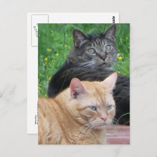 Feline Duo Briefkaart (Voorkant / Achterkant)