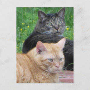 Feline Duo Briefkaart