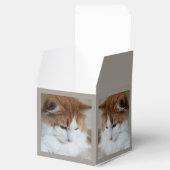 (Feline Fancy) Kat Overpeinzing: Kat Foto Bedankdoosjes (Geopend)