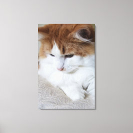 (Feline Fancy) Kat Overpeinzing: Kat Foto Canvas Afdruk