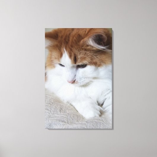 (Feline Fancy) Kat Overpeinzing: Kat Foto Canvas Afdruk (Voorkant)