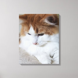 (Feline Fancy) Kat Overpeinzing: Kat Foto Canvas Afdruk