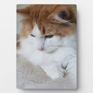 (Feline Fancy) Kat Overpeinzing: Kat Foto Fotoplaat