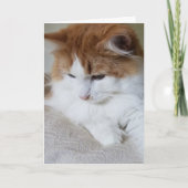 (Feline Fancy) Kat Overpeinzing: Kat Foto Kaart (Voorkant)