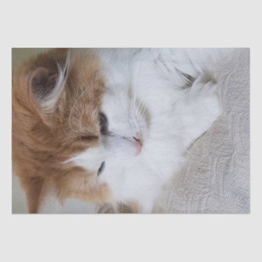 (Feline Fancy) Kat Overpeinzing: Kat Foto Tissuepapier (Voorkant)