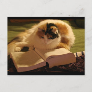 Feline Lincoln Briefkaart