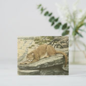  Felis Couguar (Bergleeuw) Briefkaart (Staand voorkant)