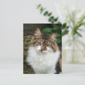 Felix in Doordacht Wijze Briefkaart (Staand voorkant)