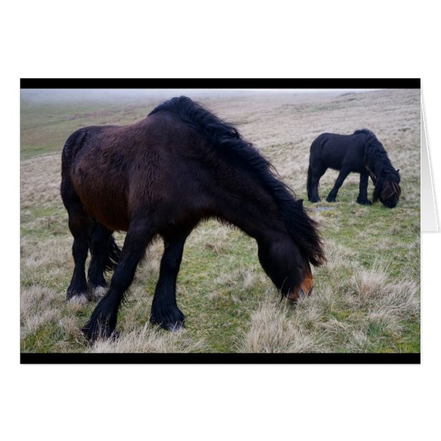 Fell Ponies (Voorkant Horizontaal)